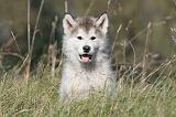 ALASKAN MALAMUTE 148
